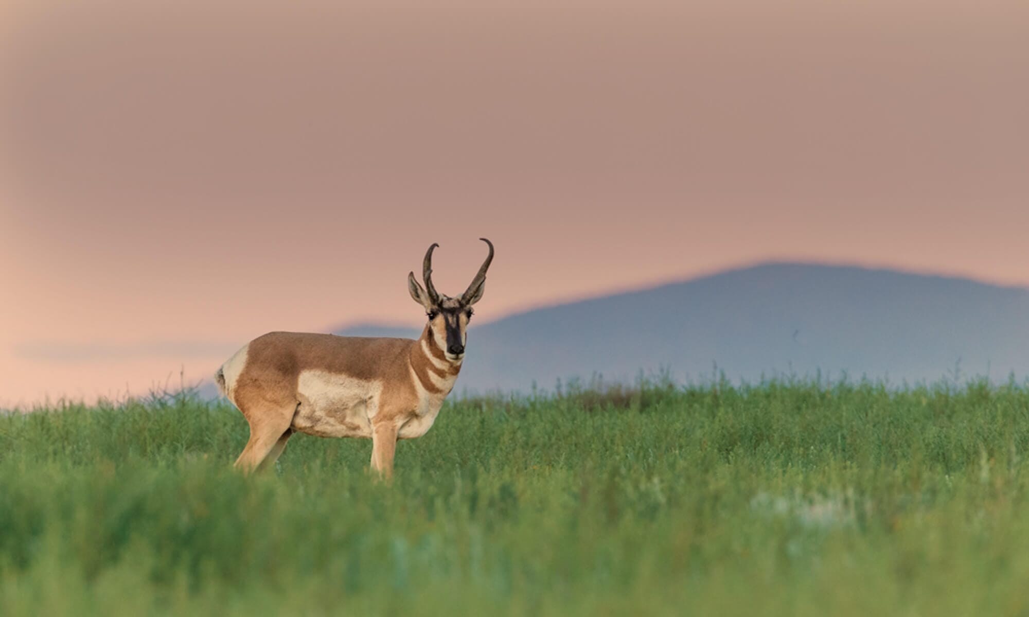 Original image, not cropped